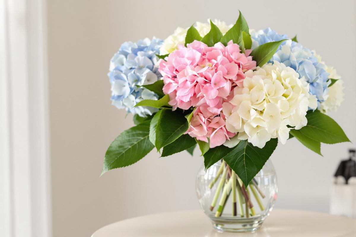 Choisir le bon vase pour vos hortensias