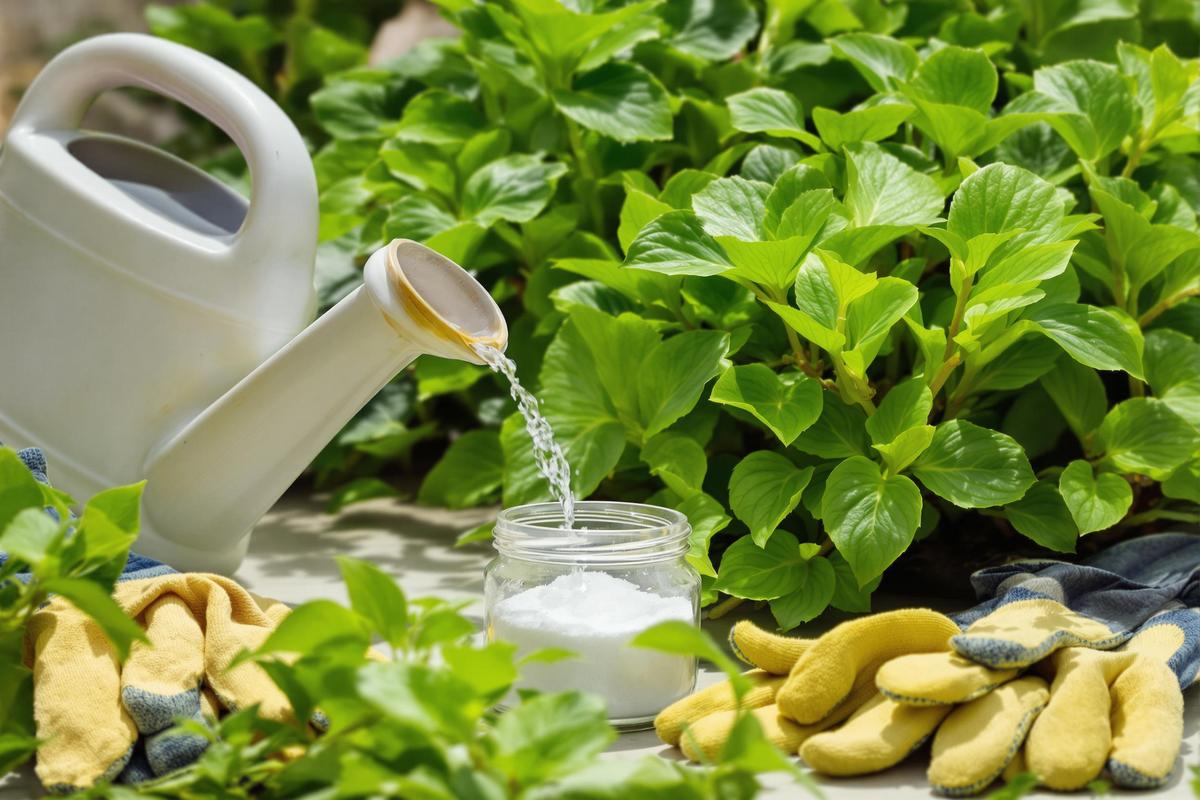 Les bienfaits du bicarbonate de soude pour les plantes