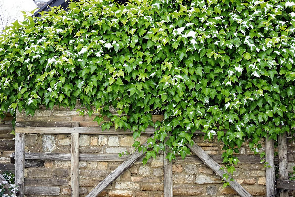 Pourquoi choisir une plante grimpante à feuillage persistant ?