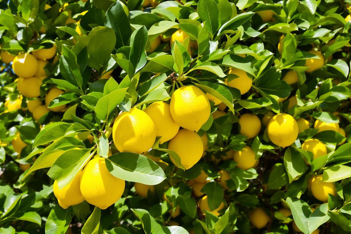 L'importance de retirer les citrons du citronnier