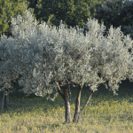 Comment tailler un olivier et à quelle date ?