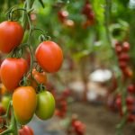 Tout savoir sur le plant de tomate