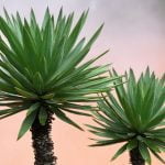 Le Yucca Filamentosa ou Yucca Filamenteux