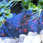 Faut-il mettre des poissons dans son bassin de jardin ?
