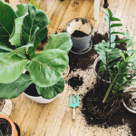 Comment rempoter vos plantes d’intérieur ?
