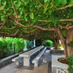 Mûrier platane : un magnifique arbre d’ornement