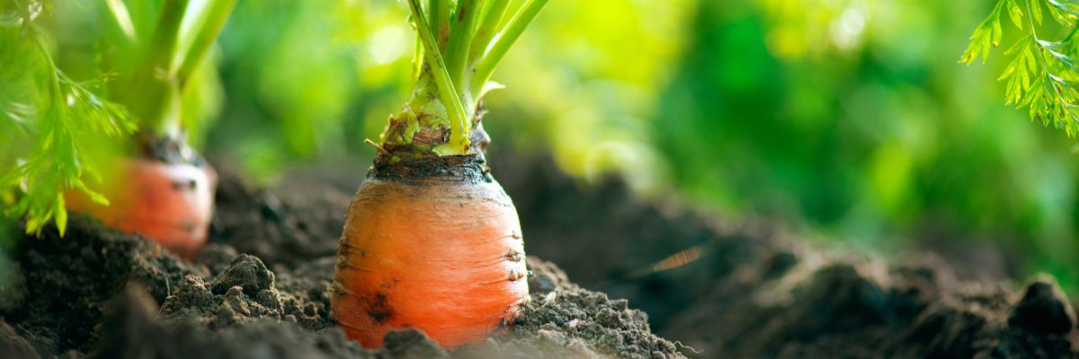 Des carottes pour le potager