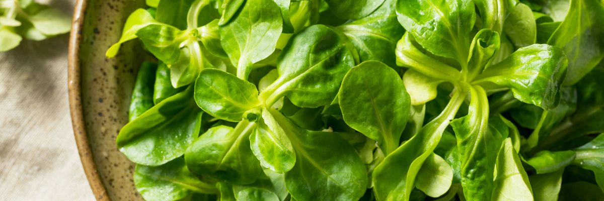 Une mâche à récolter pendant décembre