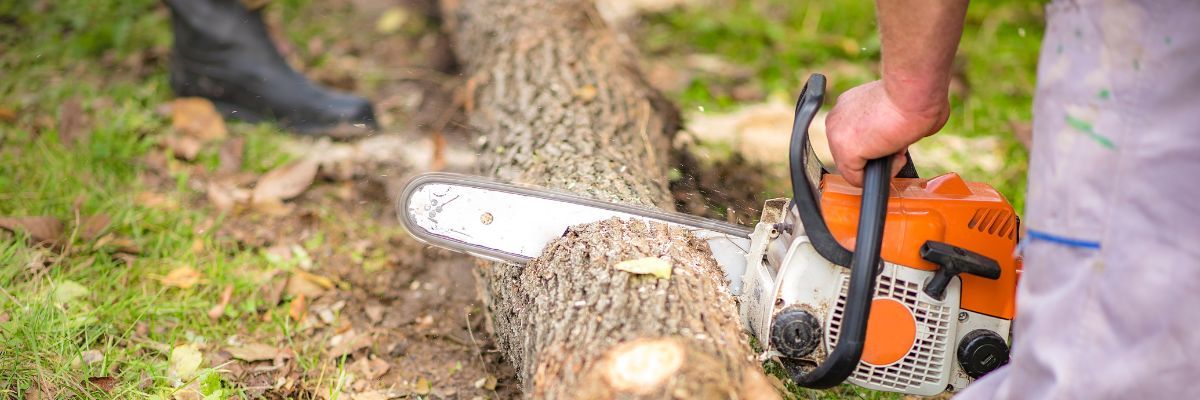Débitage du fût de l'arbre