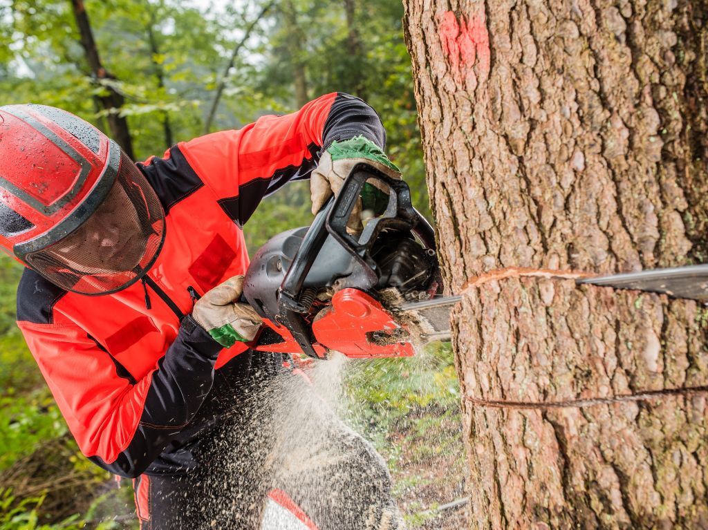 Un homme coupe un arbre à l'aide d'une tronçonneuse