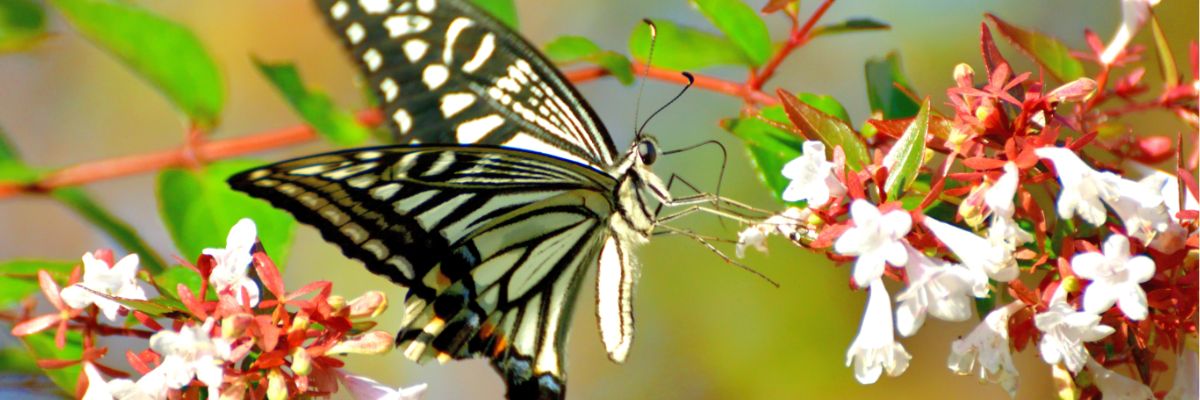 papillon qui butine une fleur d'abelia grandiflora