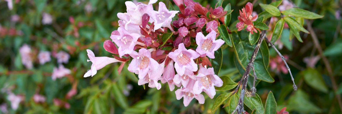 vue proche sur les fleurs roses de l'abelia grandiflora