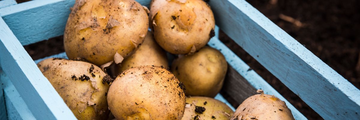 pommes de terre dans une cagette bleue
