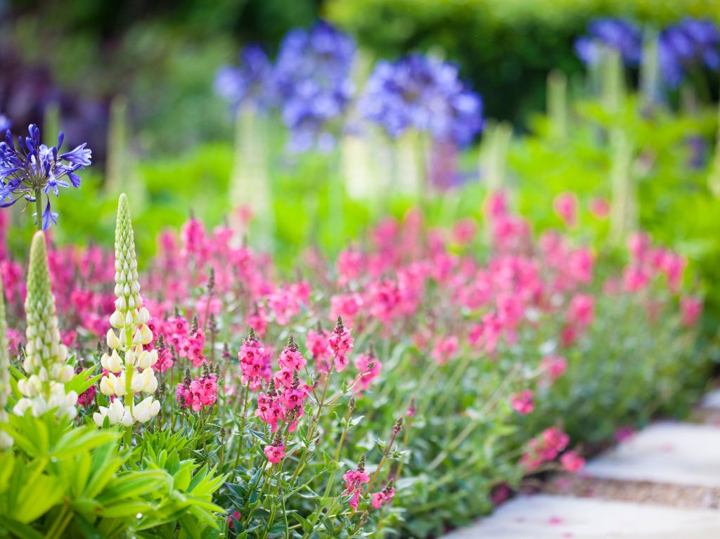 Un parterre de fleurs