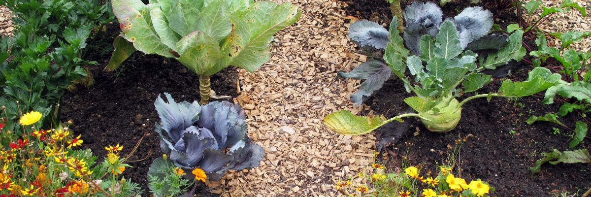 plantations de légumes et de fleurs