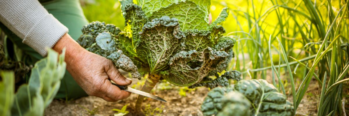 main de jardinier coupant pied de chou