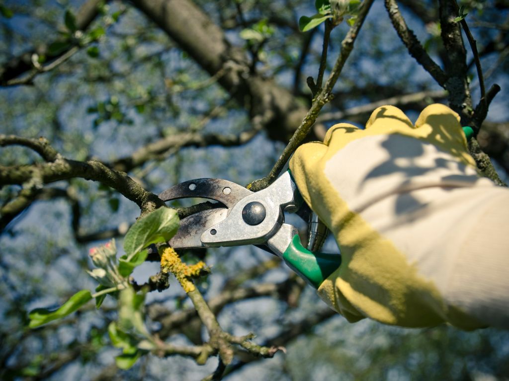 branche d'arbre coupee avec un secateur