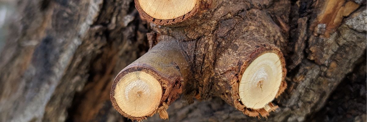 gros plan sur branches d'arbre coupées