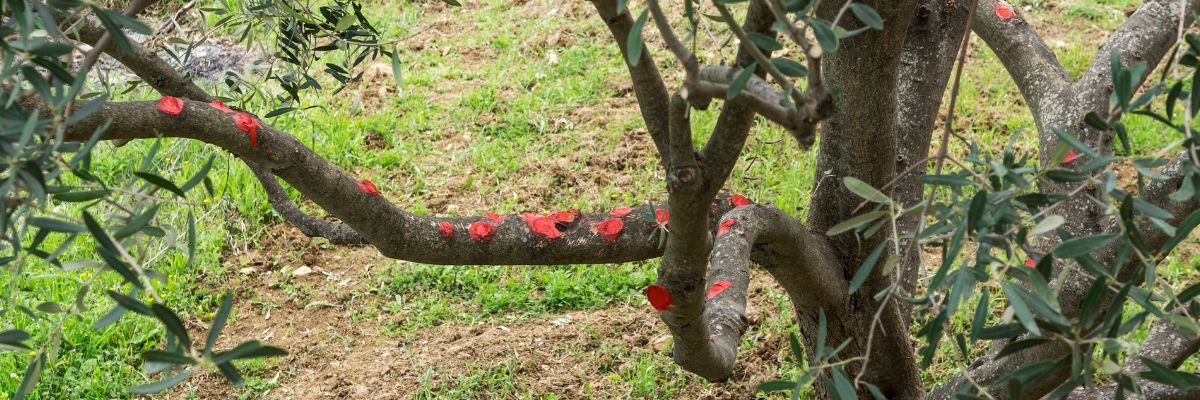 olivier élagué avec mastique sur les branches coupées