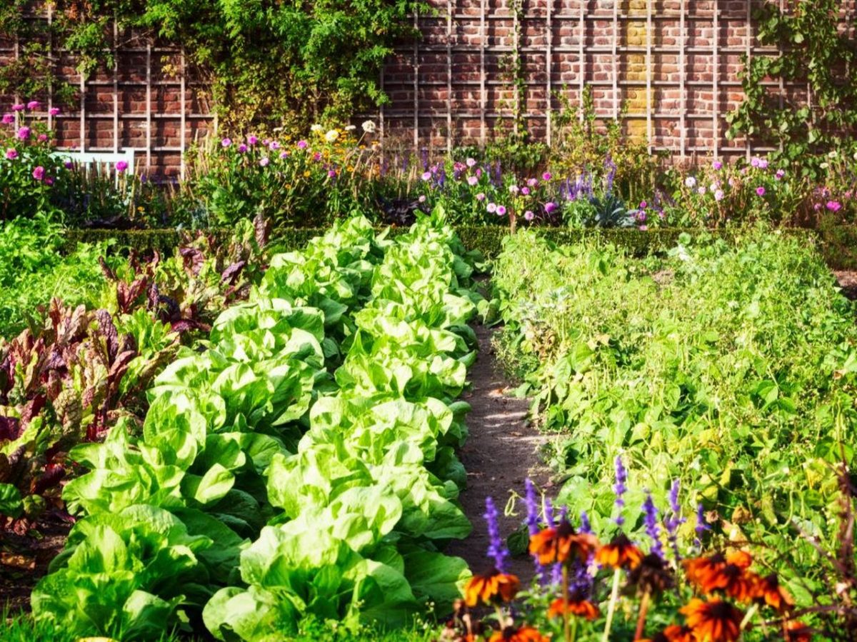 vue sur un potager avec salades et radis