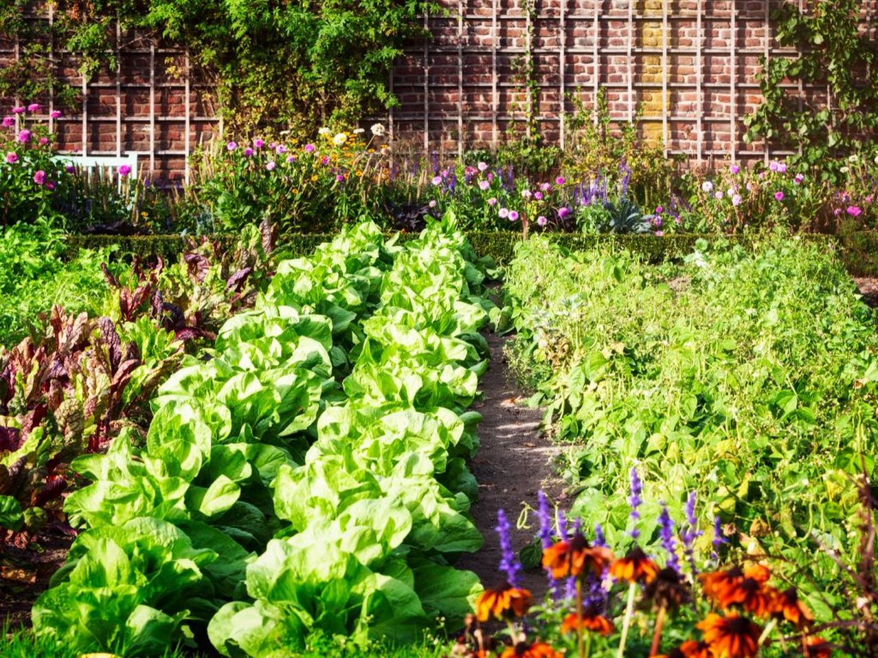 vue sur un potager avec salades et radis