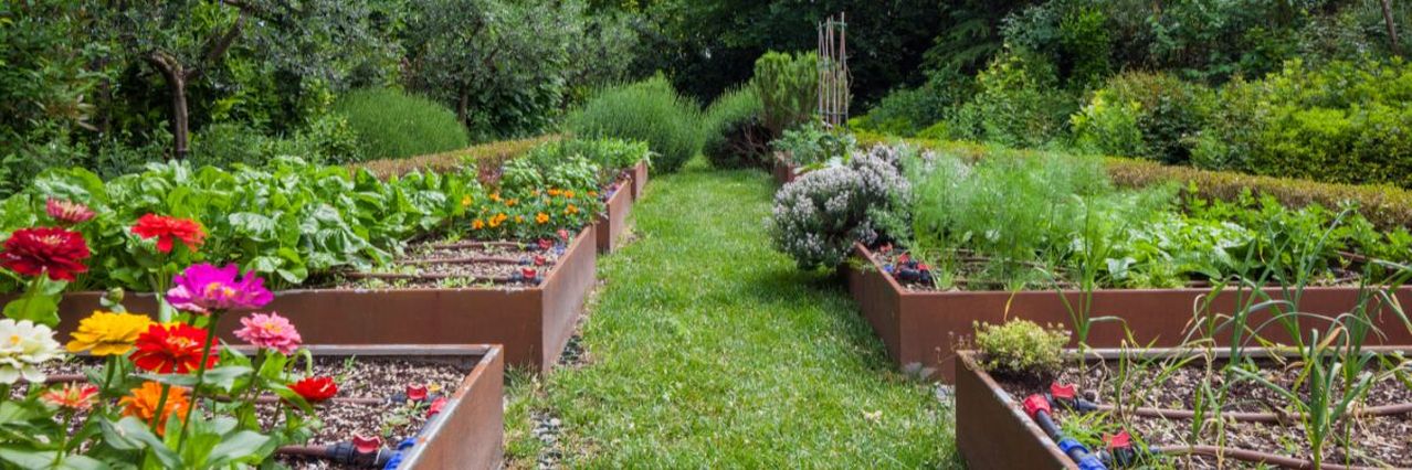 vue sur un potager surélevé