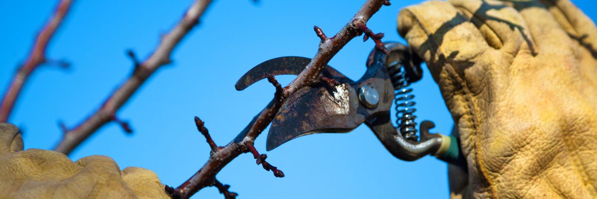 La taille d'un arbre fruitier en janvier