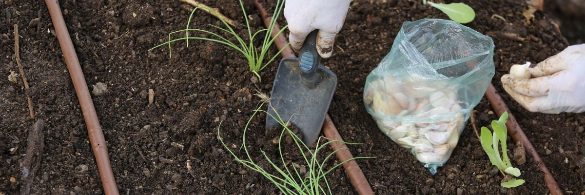 La plantation de l'ail en janvier