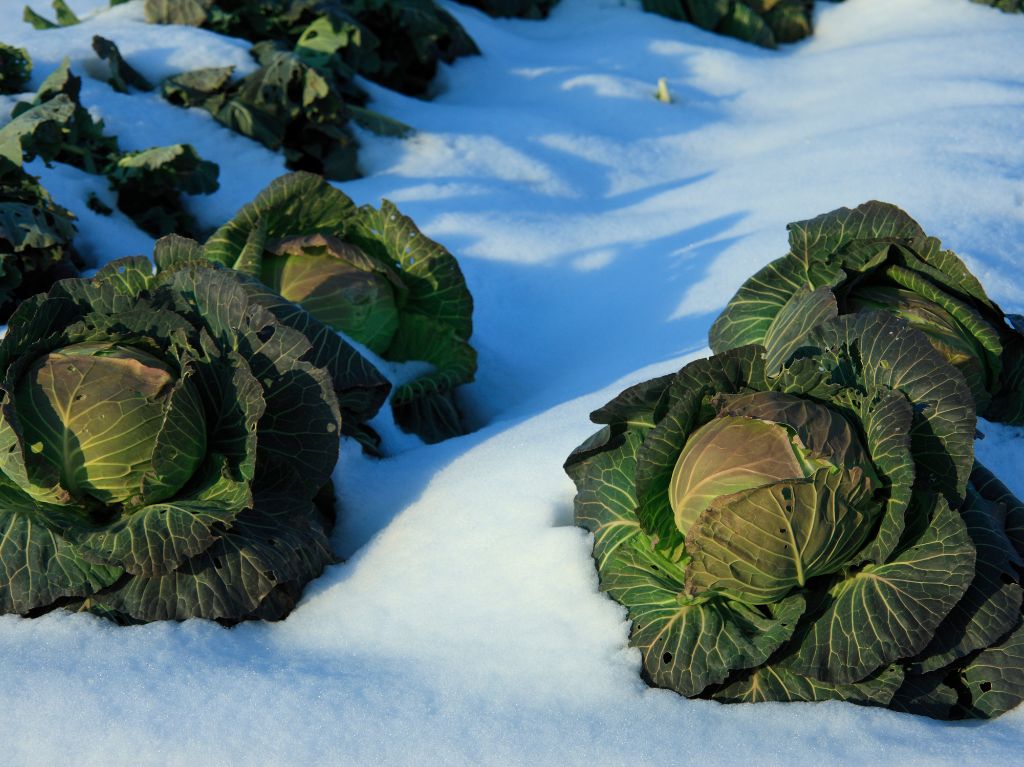 Les choux du potager dans la neige de janvier