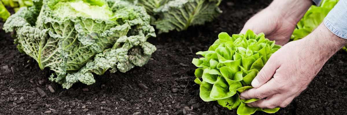 Salades et choux en terre