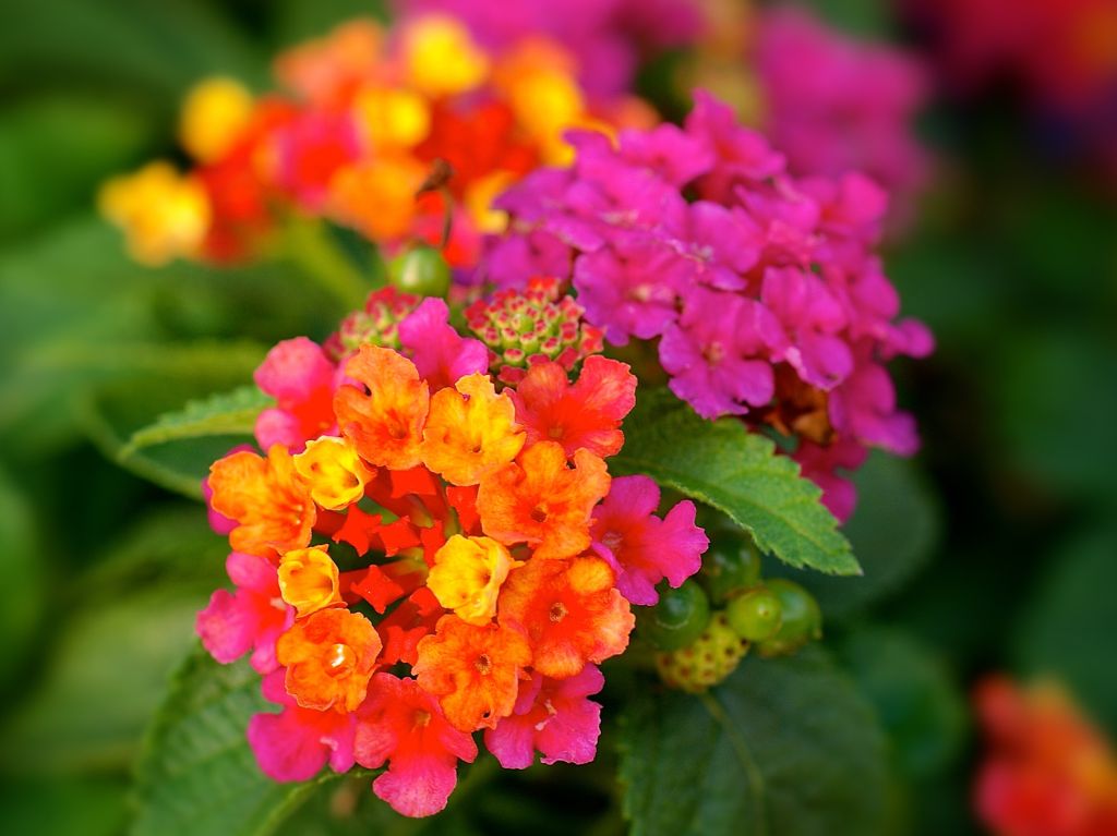 fleurs colores de lantana