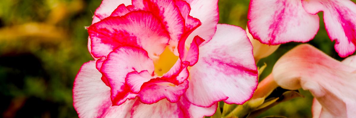 gros plan sur fleur de rosier du desert
