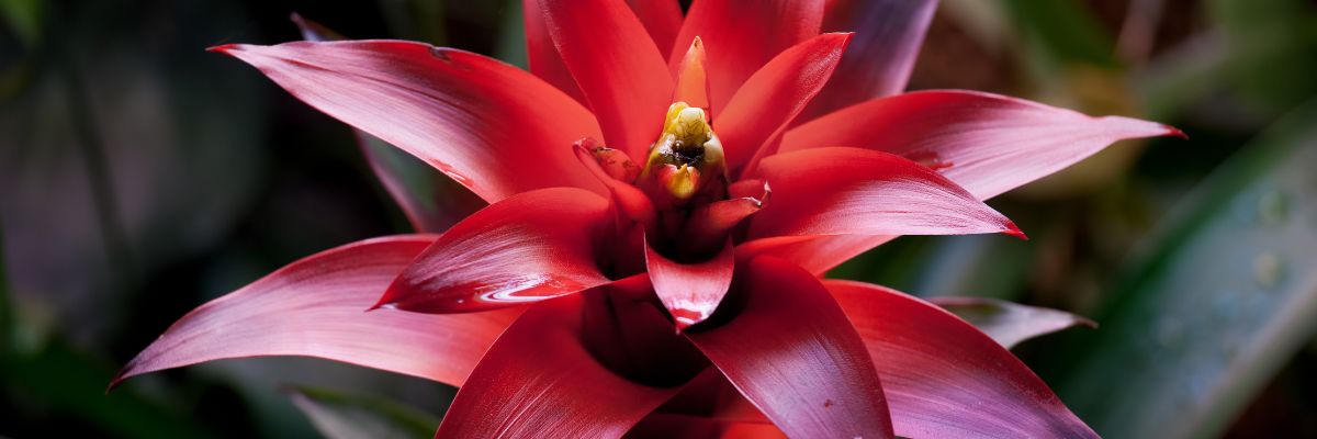 gros plan sur fleur rouge de bromelia