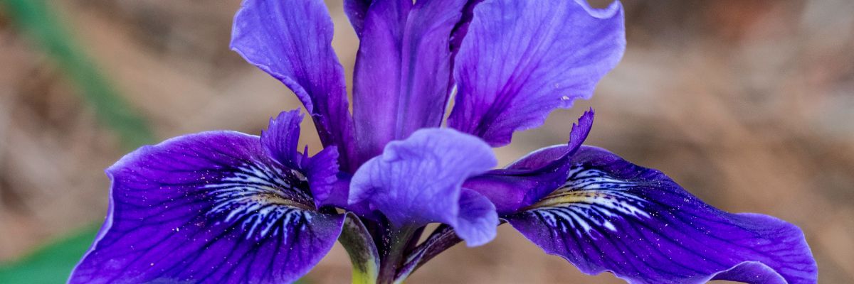 gros plan sur fleur d'iris sitensis