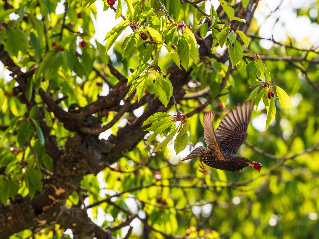 oiseau s'envole d'un cerisier avec une cerise dans le bec