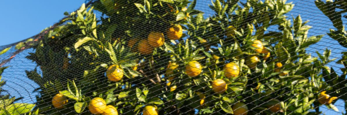 filet anti-oiseaux sur citronnier