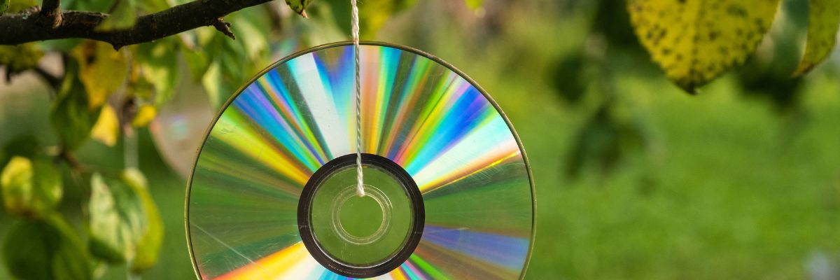 CD-rom sur branche d'arbre pour faire fuir oiseaux