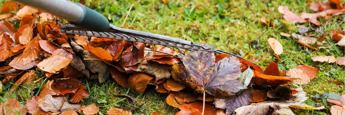gros plan sur rateau qui rassemble feuilles mortes