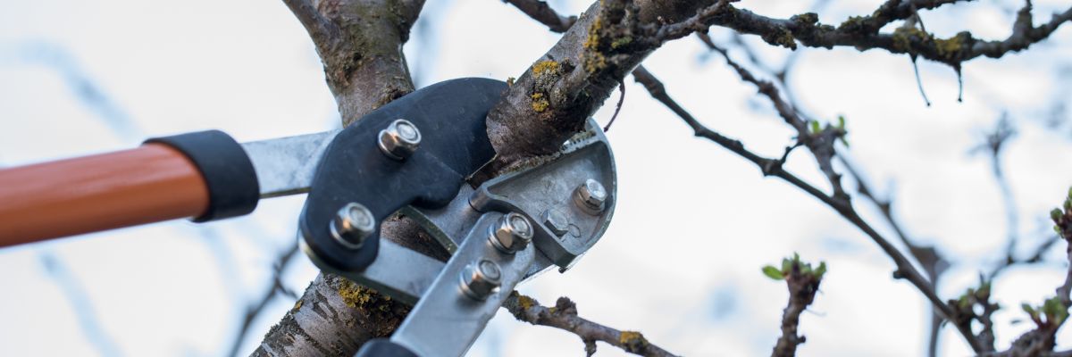 gros plan sur sécateur qui coupe branche d'arbre