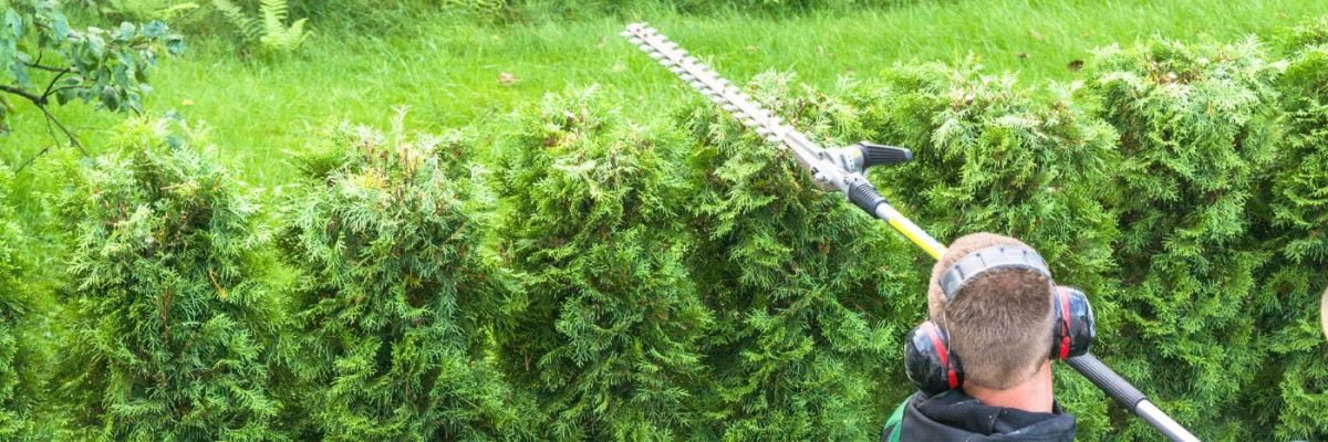 Haies de jardin : quelle est la hauteur réglementaire