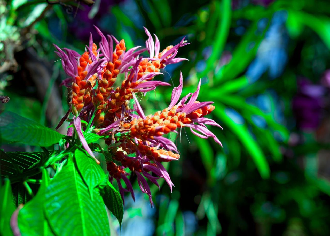 Cultiver des plantes rares et exotiques Comment faire