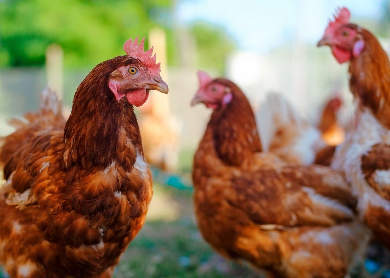 Quels aliments sont toxiques pour les poules
