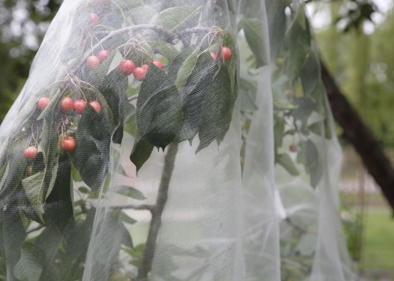 Voile d'hivernage protégez vos plantes contre le froid — free download