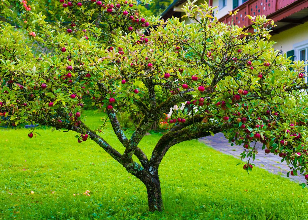 10 arbres originaux à croissance rapide à planter au jardin