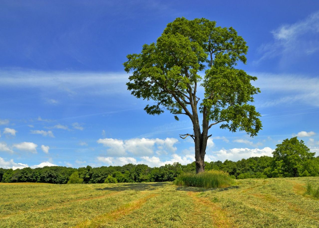 10 Arbres Originaux Croissance Rapide Planter Au Jardin M dias 