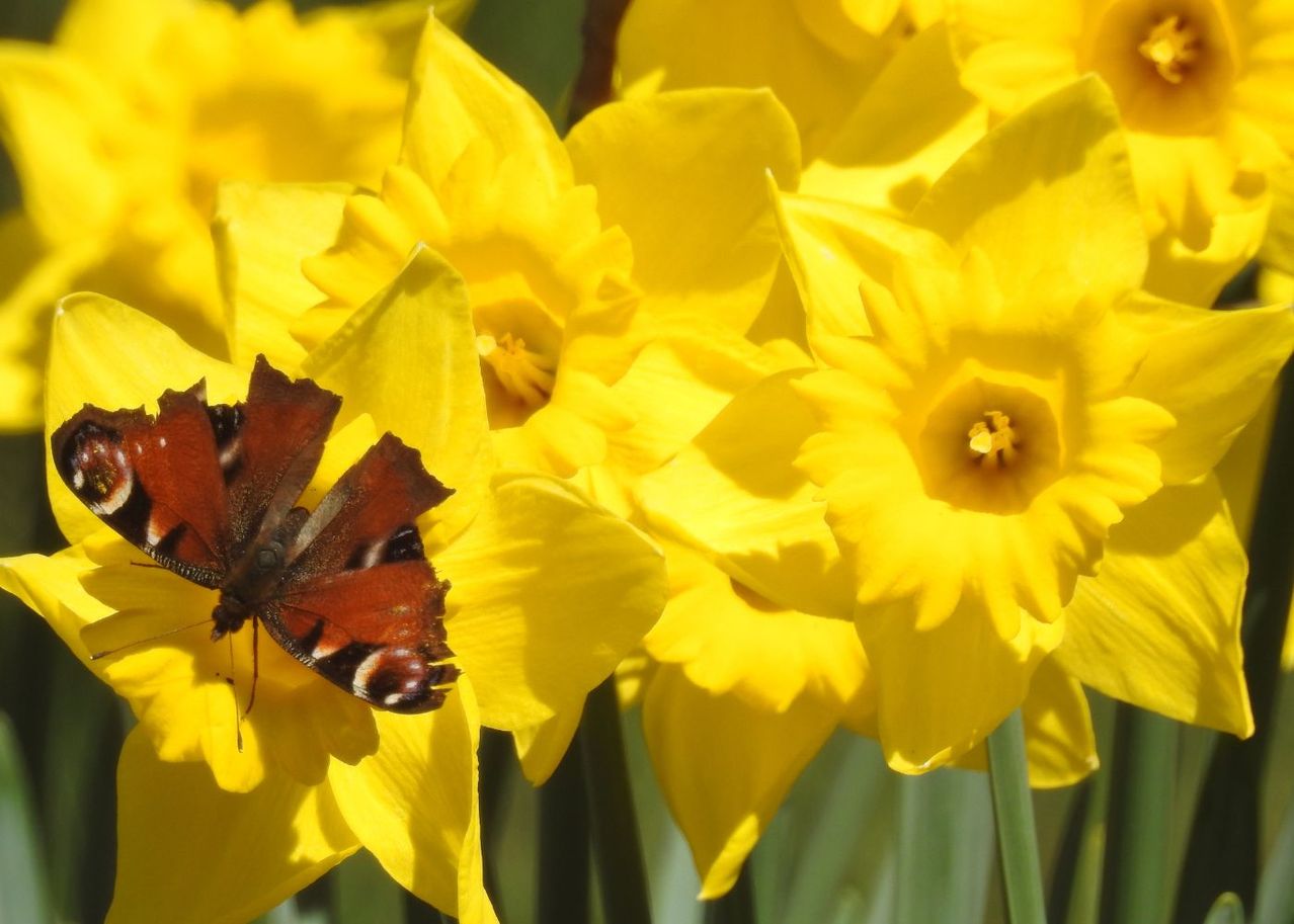 Les secrets de la jonquille, une fleur emblématique du printemps
