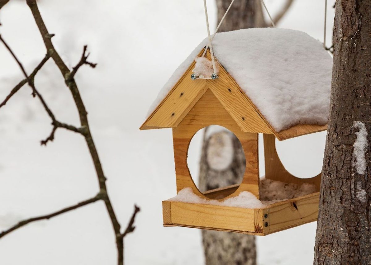 Comment fabriquer une mangeoire pour les oiseaux de votre jardin — free download