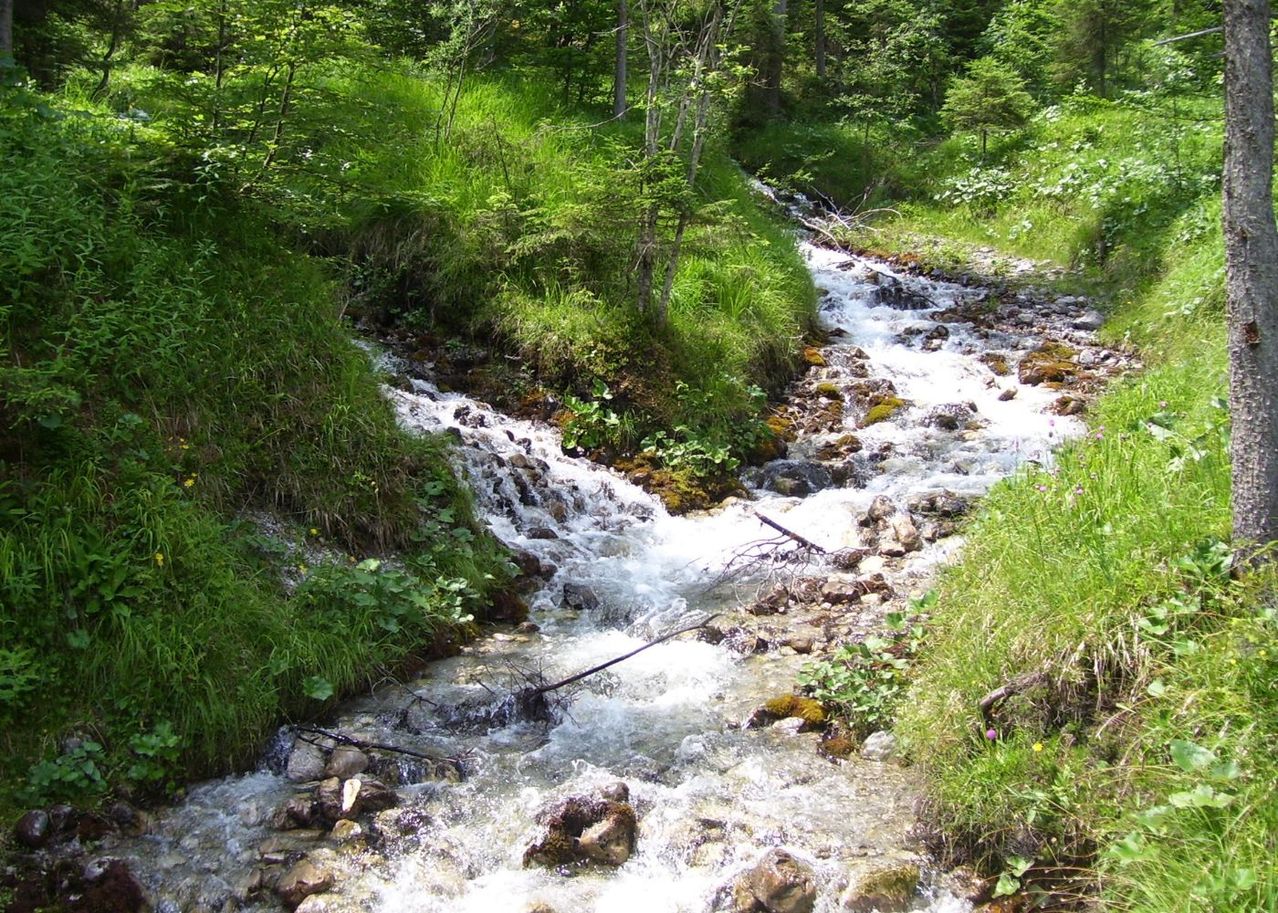 Créer un ruisseau au jardin pour apprécier la douce mélodie de l’eau