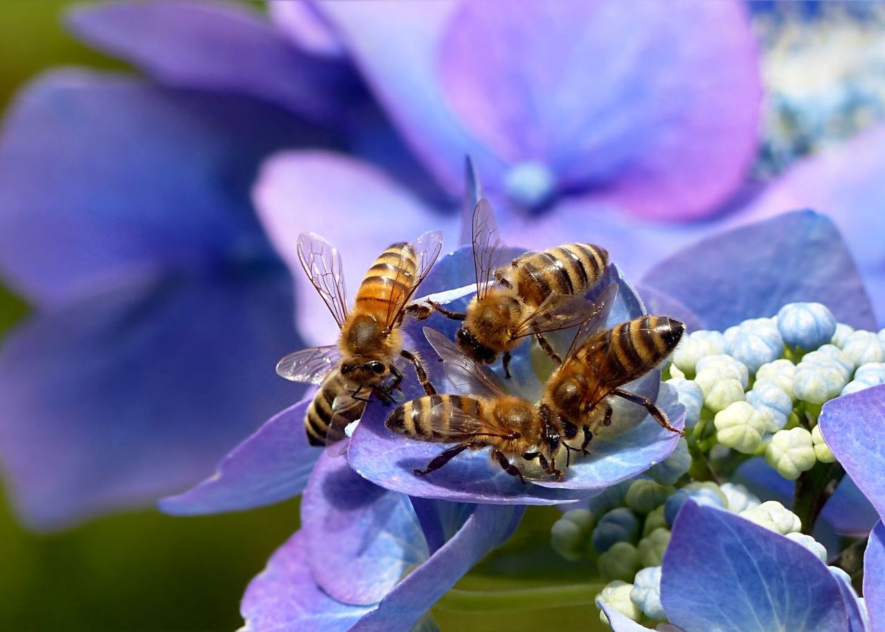 Venir en aide aux abeilles dans son jardin