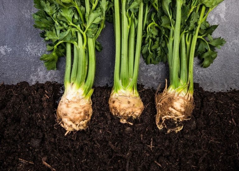Faire pousser du céleri à partir d'une souche notre guide complet